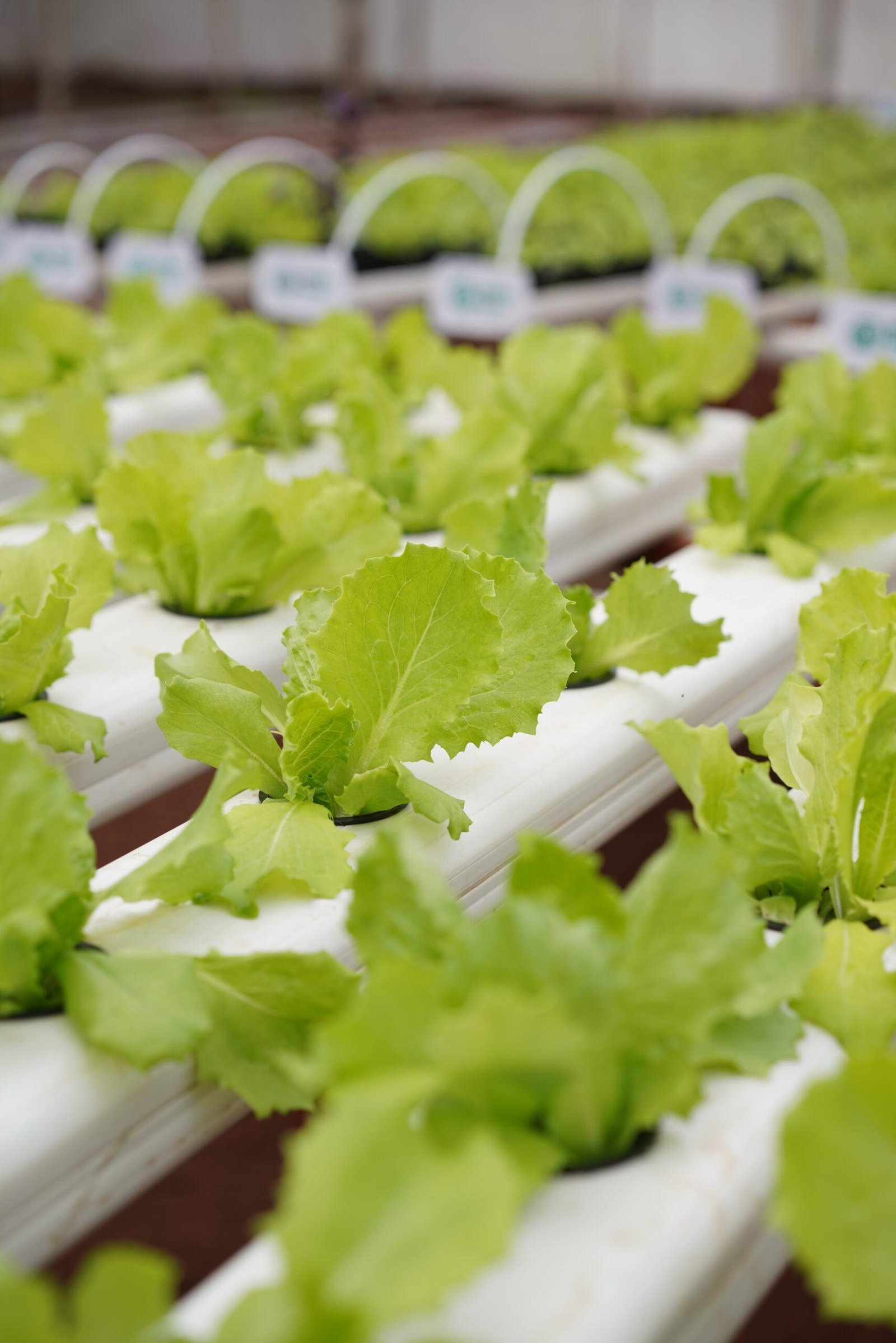 Life and produce at Rassba Farm
