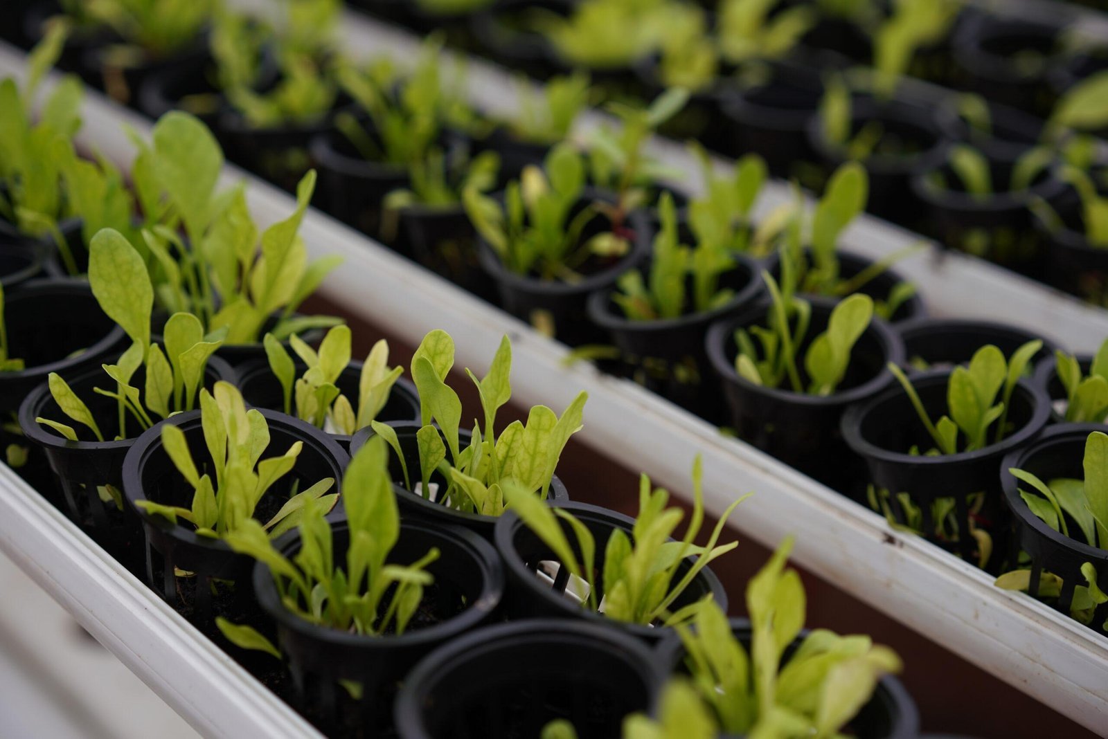 Life and produce at Rassba Farm