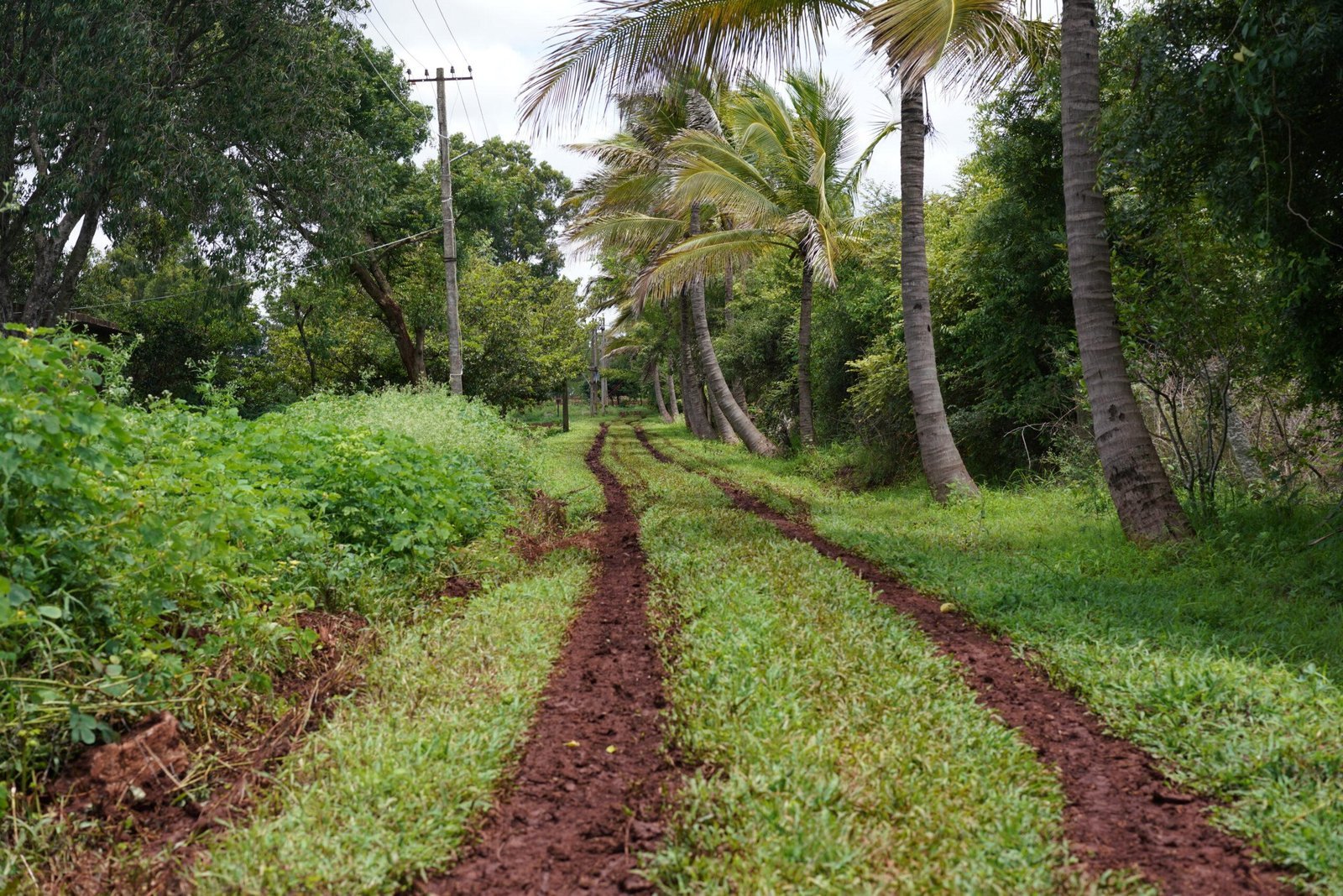 Life and produce at Rassba Farm